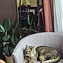 cat, tabby_cat, chair, indoor, plant, mirror, curtain, wood_floor, furniture, relaxed, pet, green_eyes, cozy, living_room, home_decor, domestic_animal, resting, calm, soft_light, gray