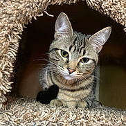 Ringo joined the competition — help win amazing prizes! cat, tabby, pet, animal, indoor, cozy, carpet, feline, curious, cute, whiskers, ears, fur, resting, portrait, closeup, house, texture, soft, looking