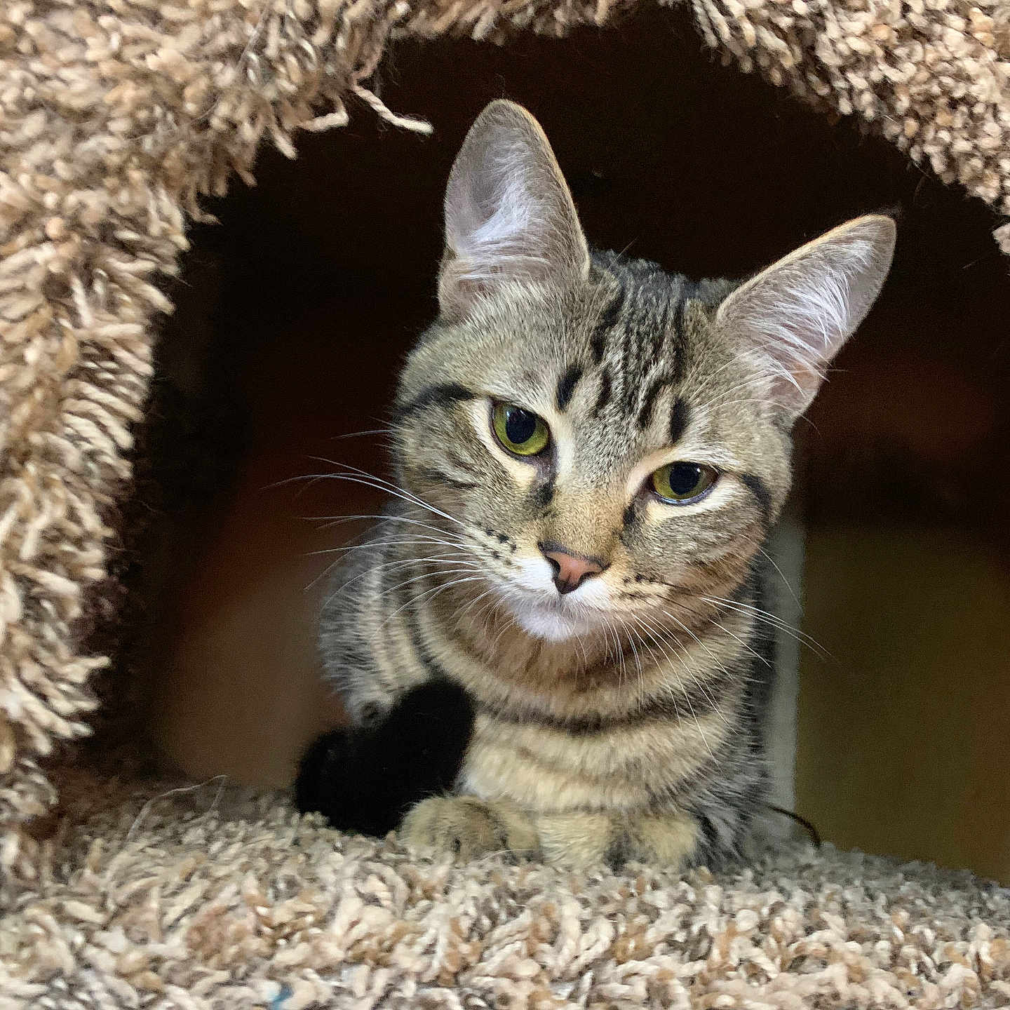 Ringo joined the competition — help win amazing prizes! animal, carpet, cat, closeup, cozy, curious, cute, ears, feline, fur, house, indoor, looking, pet, portrait, resting, soft, tabby, texture, whiskers
