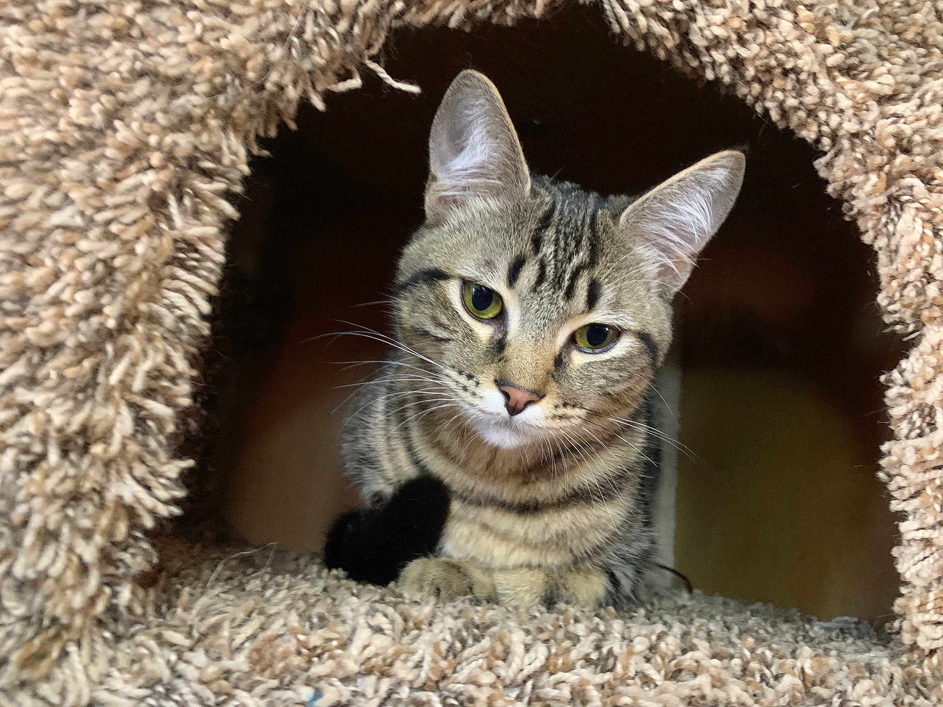 Ringo joined the competition — help win amazing prizes! cat, tabby, pet, animal, indoor, cozy, carpet, feline, curious, cute, whiskers, ears, fur, resting, portrait, closeup, house, texture, soft, looking