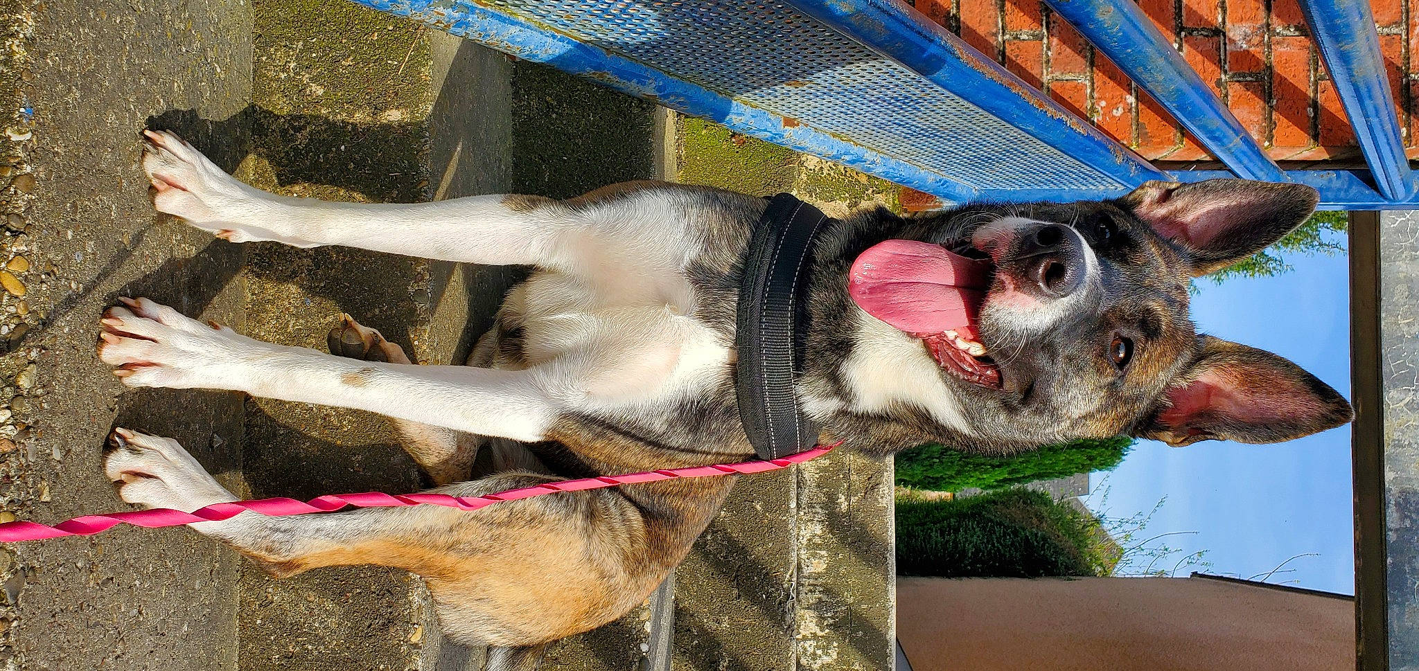 Jade participe au concours pour gagner de l'argent avec cette photo : collar, dog_breed, eyelash, fawn, fur, grass, livestock, mammal, natural_material, organism, snout, tail, terrestrial_animal, working_animal
