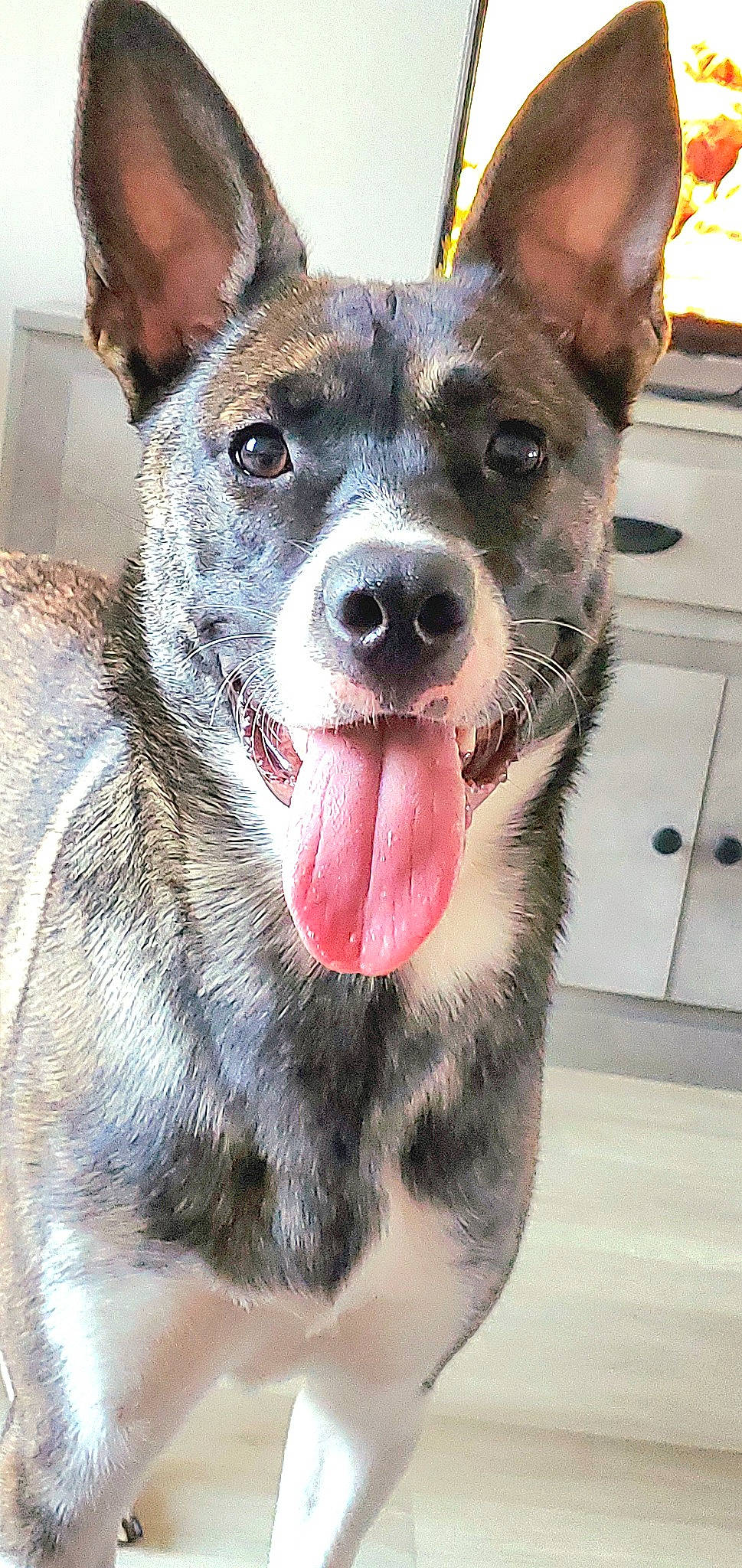 Jade participe au concours pour gagner de l'argent avec cette photo : ancient_dog_breeds, australian_cattle_dog, canidae, carnivore, collar, companion_dog, dog, dog_breed, dog_collar, fang, fawn, fur, german_shepherd_dog, guard_dog, herding_dog, snout, sporting_group, whiskers, working_animal, working_dog