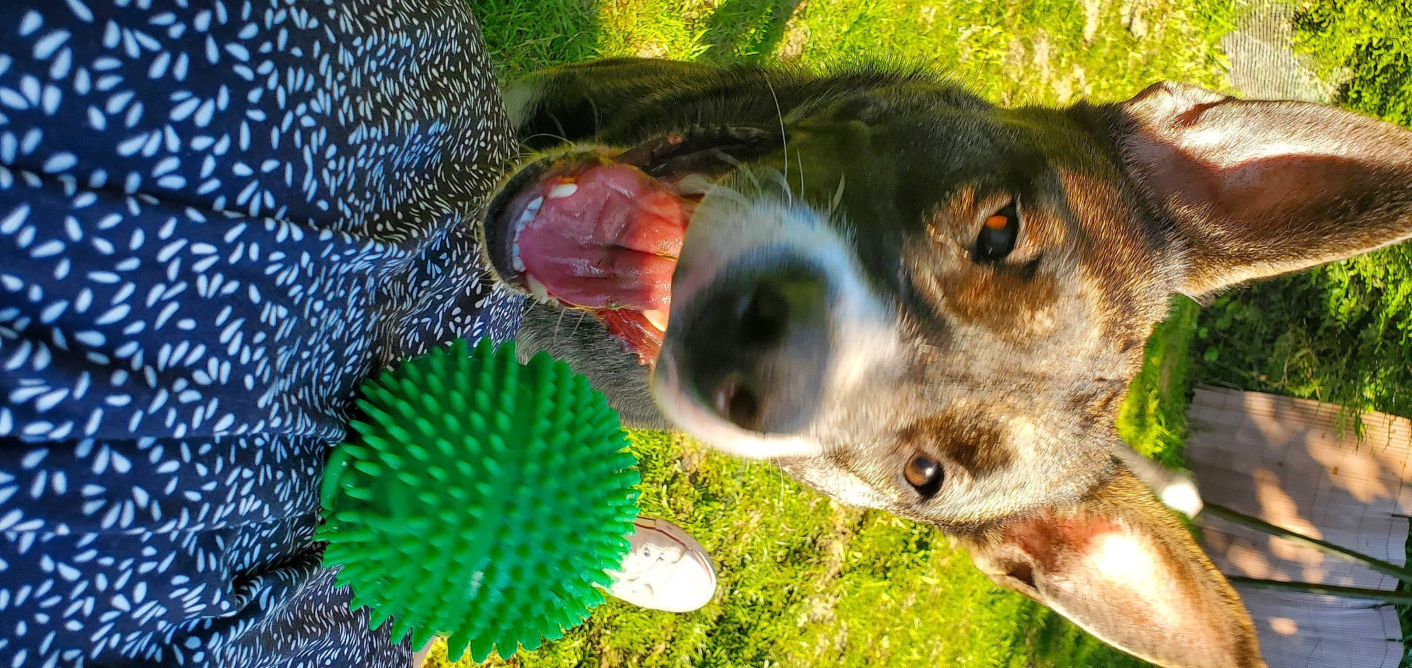 Jade a rejoint le concours — aidez-le/la à gagner de superbes lots ! australian_cattle_dog, canidae, carnivore, companion_dog, dog, dog_breed, electric_blue, fawn, grass, paw, plant, snout, sporting_group, terrestrial_animal, terrestrial_plant, vertebrate, whiskers, wildlife, working_animal, working_dog