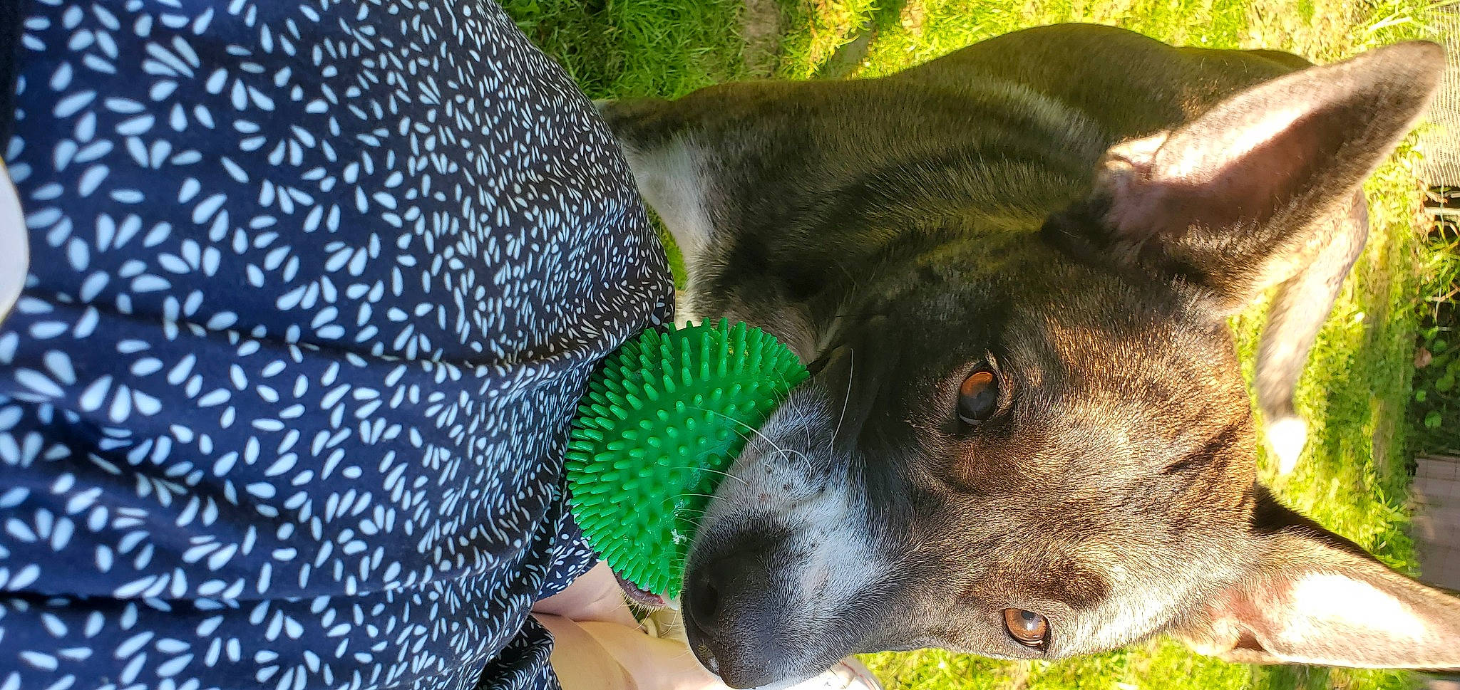 Jade a rejoint le concours — aidez-le/la à gagner de superbes lots ! australian_cattle_dog, bird, canidae, carnivore, companion_dog, dog, dog_breed, dog_supply, fawn, fur, grass, guard_dog, herding_dog, snout, sporting_group, terrestrial_animal, whiskers, wildlife, working_animal, working_dog