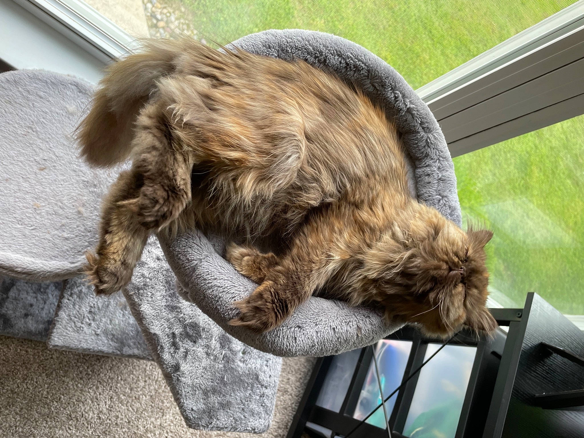 Puffykins joined the competition — help win amazing prizes! canidae, carnivore, claw, dog_breed, fawn, felidae, fur, grass, liver, outdoor_furniture, plant, snout, sporting_group, tail, terrestrial_animal, wildlife, wood