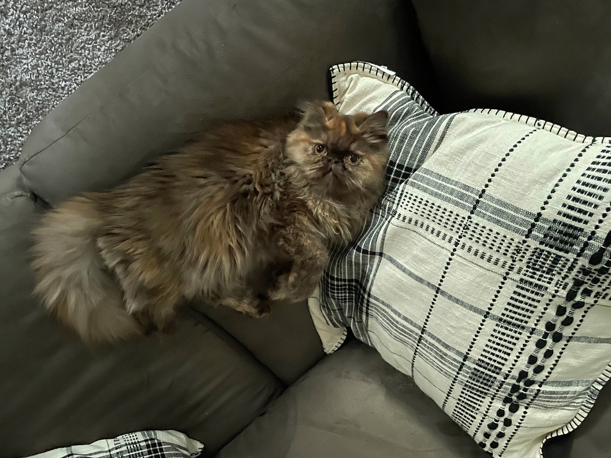 Puffykins is registered to the contest to win money with this photo: bed_sheet, bedding, carnivore, cat, comfort, companion_dog, felidae, fur, grey, linens, nap, pattern, paw, plaid, sleeve, small_to_medium_sized_cats, tail, tartan, terrestrial_animal, whiskers