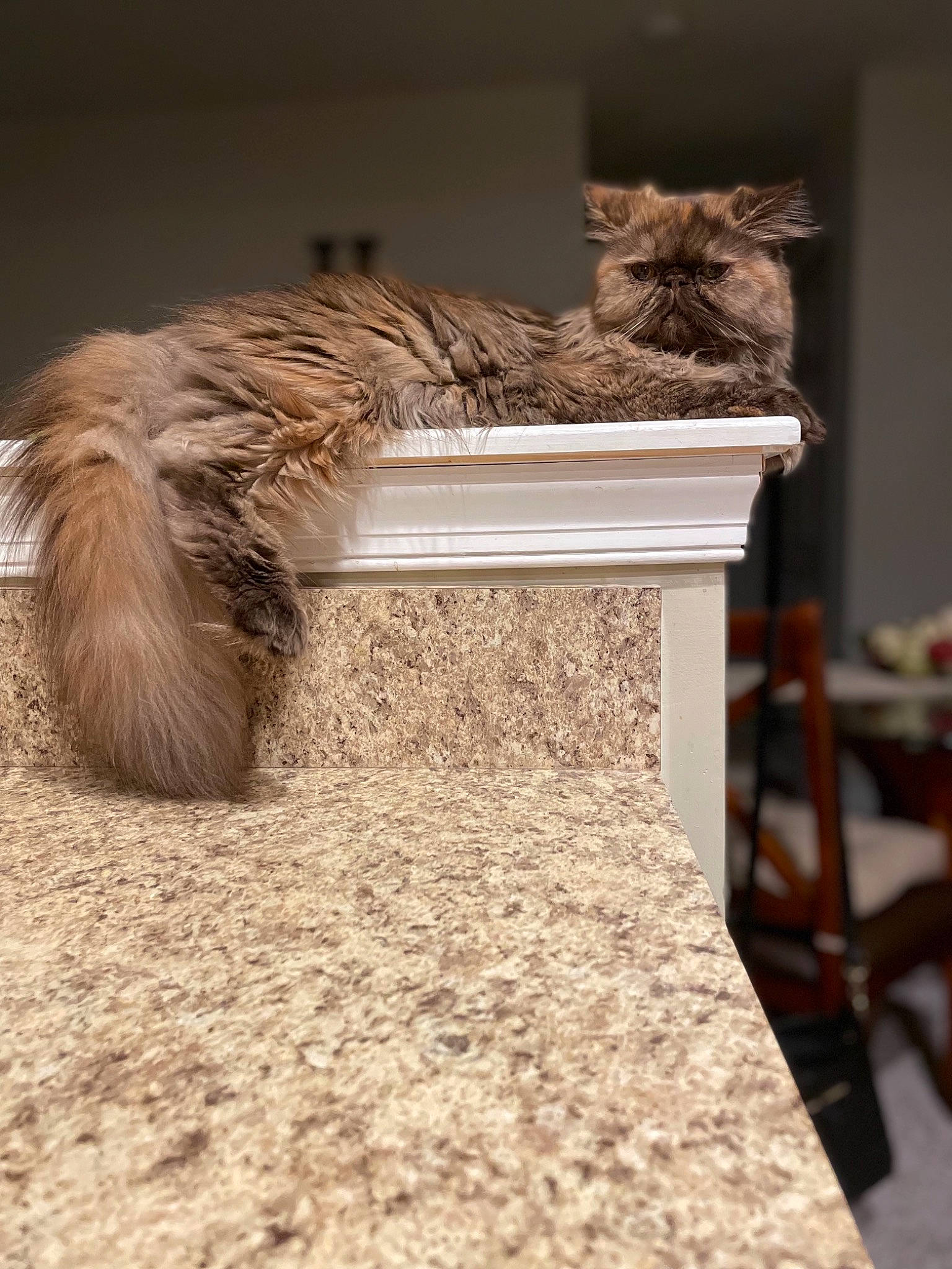 Puffykins joined the competition — help win amazing prizes! carnivore, cat, chair, claw, comfort, domestic_short_haired_cat, fawn, felidae, flooring, fur, grey, hardwood, mammal, plant, room, small_to_medium_sized_cats, tail, vertebrate, whiskers, wood