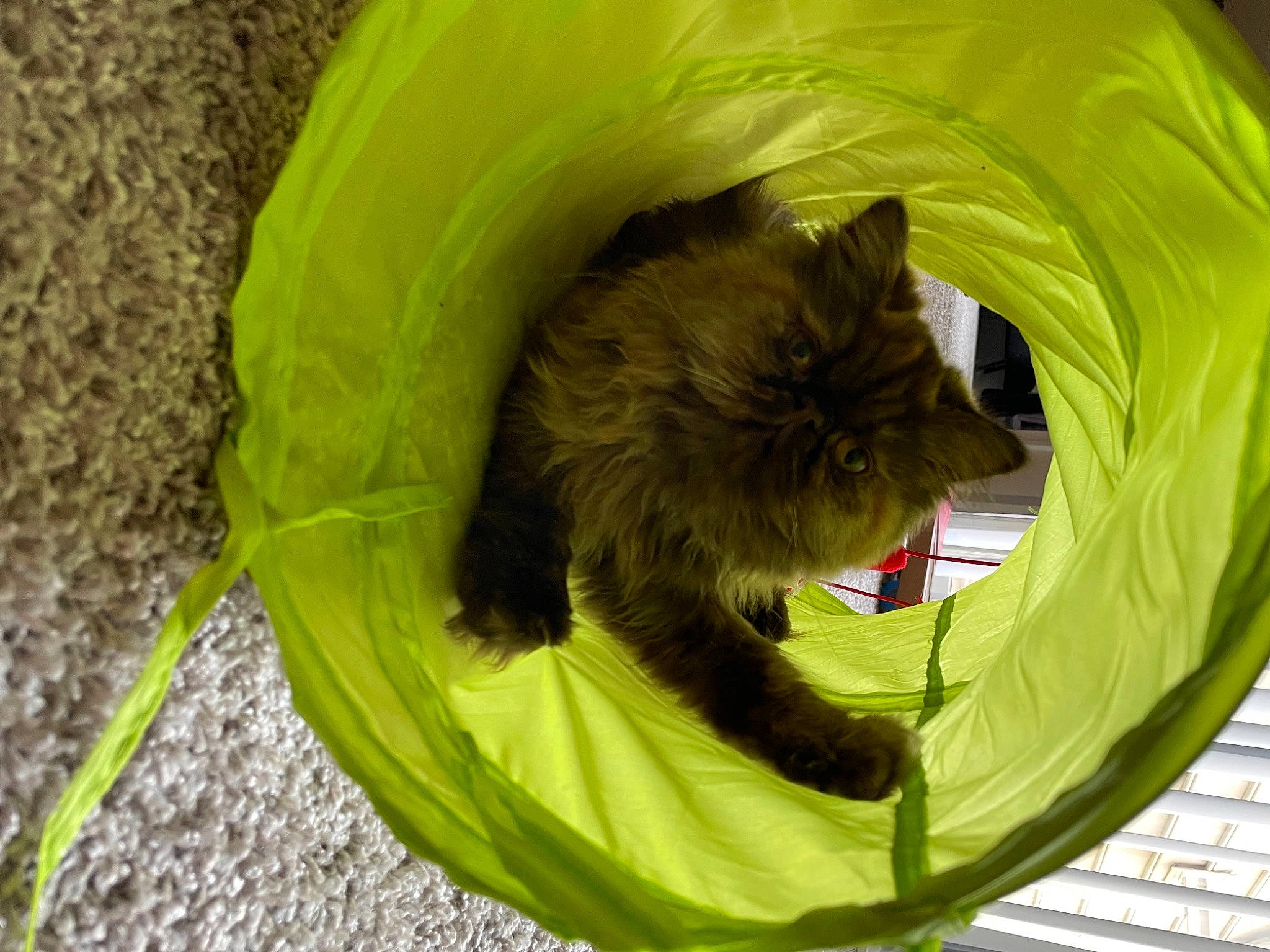 Puffykins joined the competition — help win amazing prizes! bin_bag, black_cat, carnivore, cat, cat_supply, fawn, felidae, fur, grass, plastic_bag, small_to_medium_sized_cats, snout, tail, terrestrial_animal, whiskers, working_animal