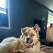 Nala is registered to the contest to win money with this photo: dog, animal, pet, indoor, bed, collar, furry, light, window, refrigerator, room, home, fur, relaxed, laying, mammal, domestic, one_animal, household, canine