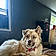 Nala