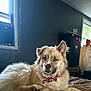 dog, animal, pet, indoor, bed, collar, furry, light, window, refrigerator, room, home, fur, relaxed, laying, mammal, domestic, one_animal, household, canine