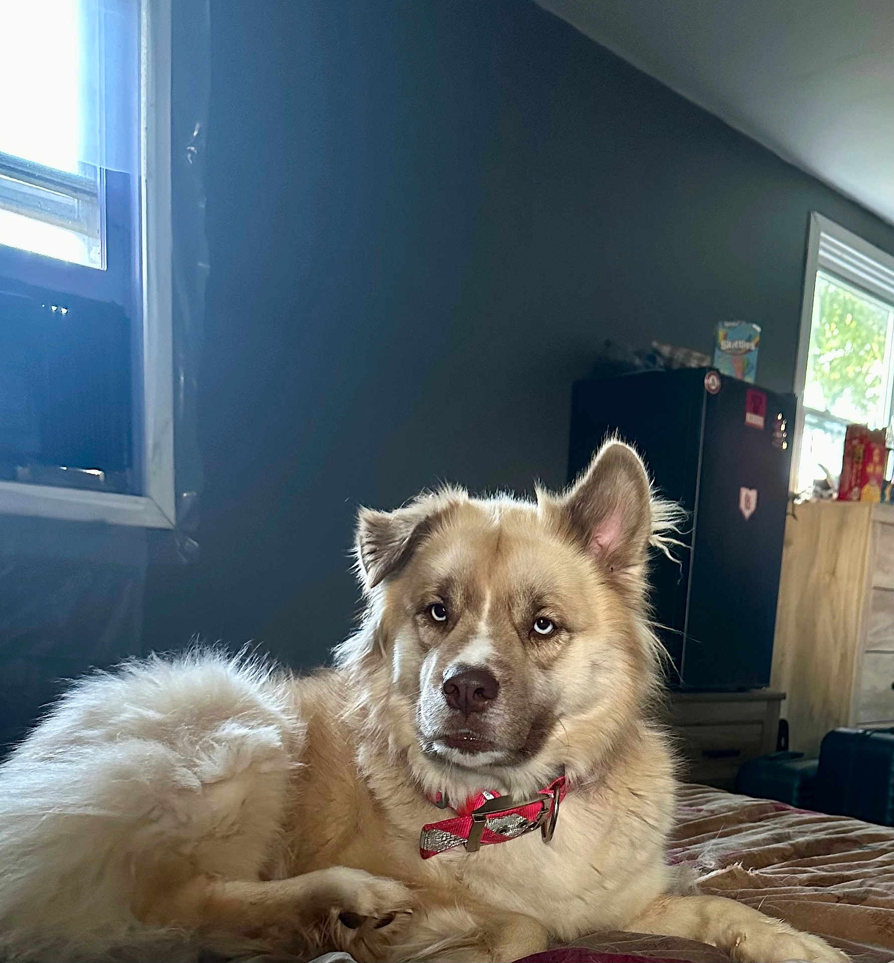 Nala