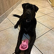 Bianca participe au concours pour gagner de l'argent avec cette photo : animal, black_dog, collar, cute, dark_fur, dog, floor, floppy_ears, hallway, home, indoors, pet, photography, pink_toy, playful, portrait, puppy, rope_toy, sitting, tile_floor