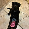 animal, black_dog, collar, cute, dark_fur, dog, floor, floppy_ears, hallway, home, indoors, pet, photography, pink_toy, playful, portrait, puppy, rope_toy, sitting, tile_floor