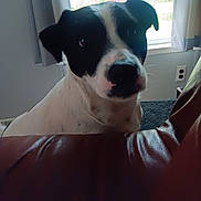 Shiloh is registered to the contest to win money with this photo: animal, black_and_white, carpet, curtains, daylight, dog, domestic, ears, face, fur, home, indoor, leather_chair, looking, pet, quiet, sitting, snout, wall_outlet, window