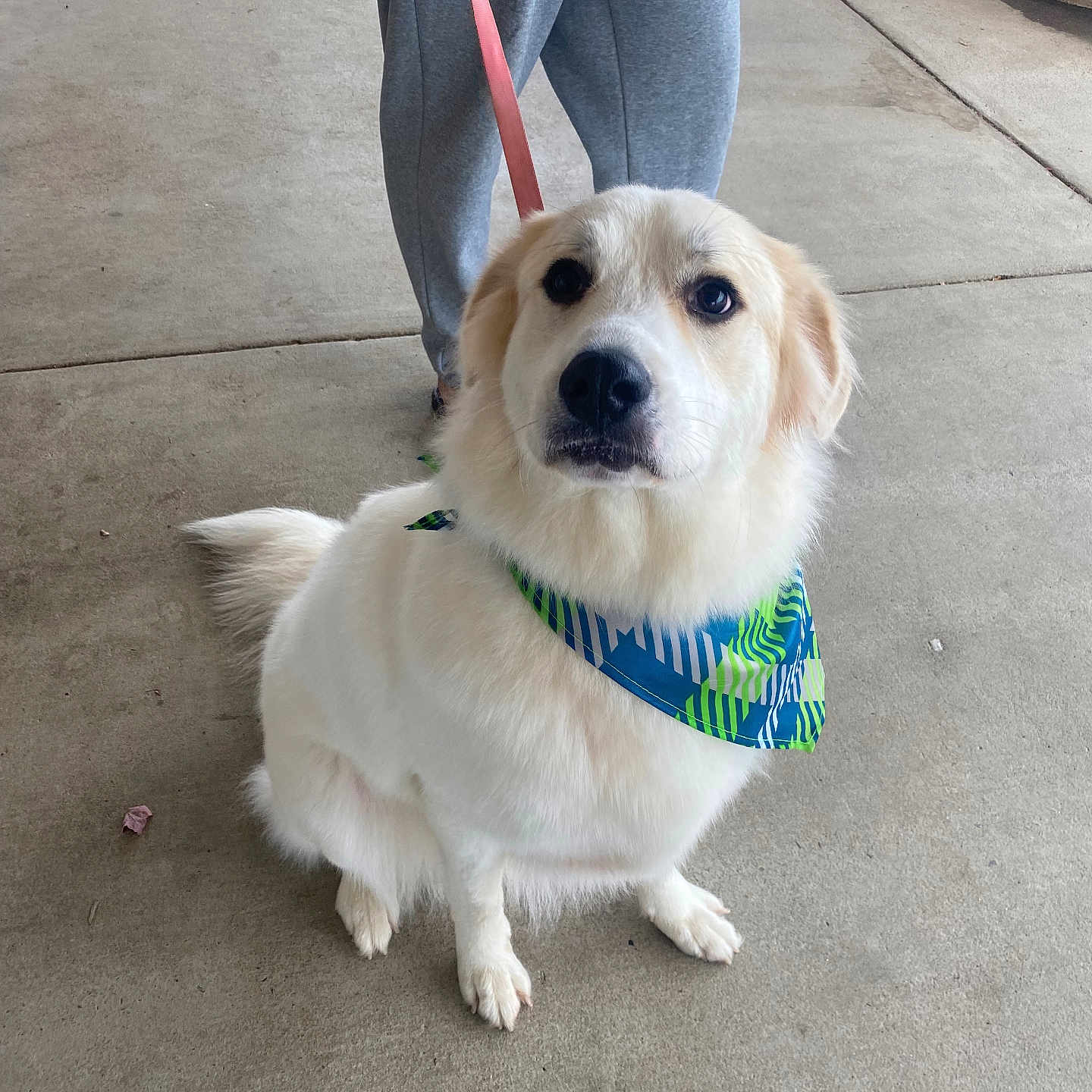 Kiko joined the competition — help win amazing prizes! accessories, animal, canine, clothing, dog, eskimodog, footwear, goldenretriever, labradorretriever, leash, pants, path, person, pet, puppy, shoe, sidewalk, strap, walkingdog, whitedog