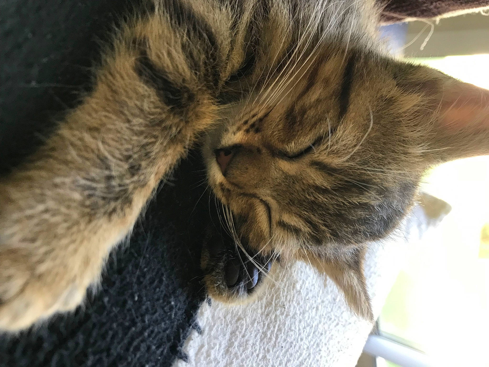 Tigrou a rejoint le concours — aidez-le/la à gagner de superbes lots ! carnivore, cat, claw, comfort, domestic_short_haired_cat, ear, fawn, felidae, fur, nap, paw, sleep, small_to_medium_sized_cats, snout, tail, terrestrial_animal, whiskers