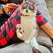 Mr Mole Rat joined the competition — help win amazing prizes! cat, person, couch, red_and_black_checkered_pants, phone, paw, fur, relaxed, indoor, furniture, sitting, cozy, casual, fluffy, white_fur, brown_fur, animal, human, leisure, home