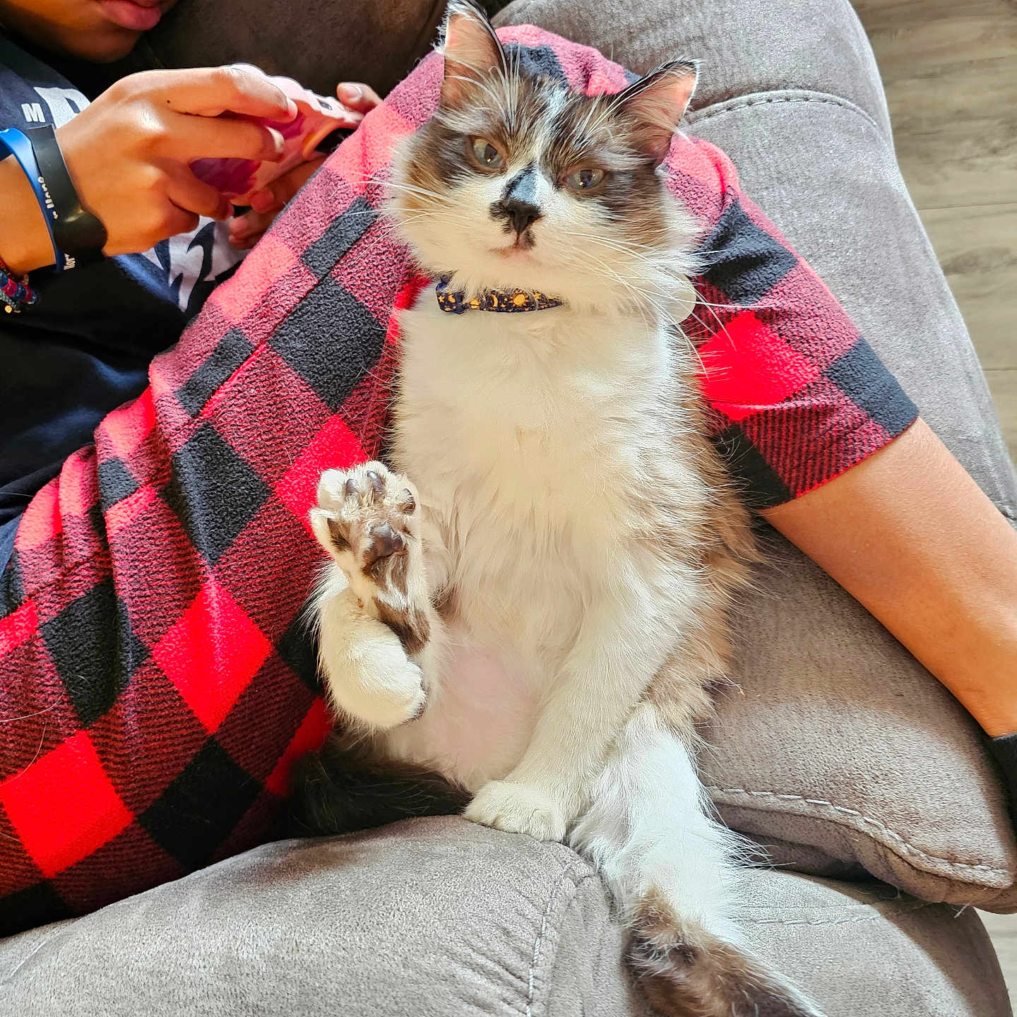 Mr Mole Rat joined the competition — help win amazing prizes! cat, person, couch, red_and_black_checkered_pants, phone, paw, fur, relaxed, indoor, furniture, sitting, cozy, casual, fluffy, white_fur, brown_fur, animal, human, leisure, home