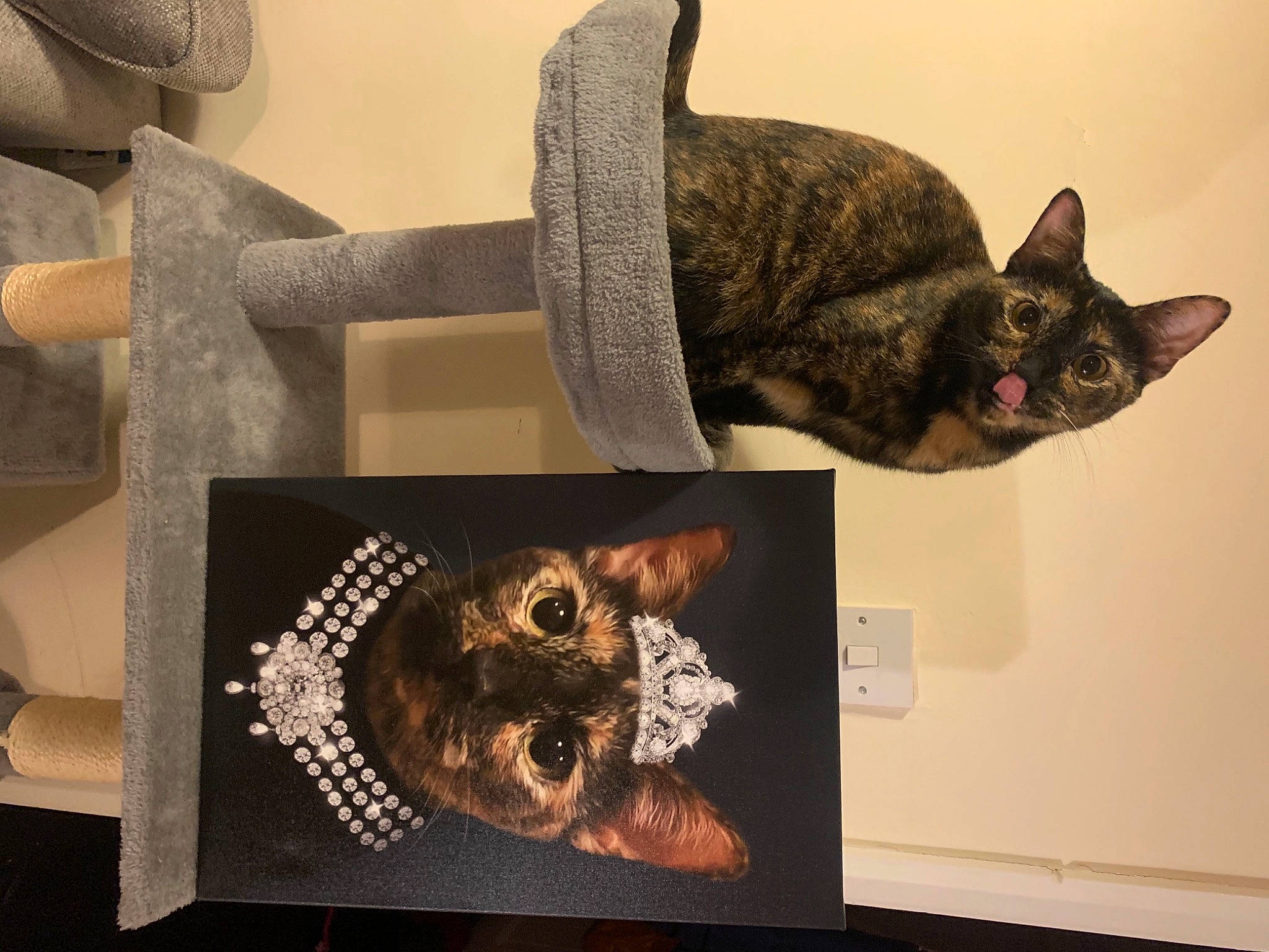 Babushka is registered to the contest to win money with this photo: american_shorthair, asian, carnivore, cat, domestic_short_haired_cat, european_shorthair, felidae, fur, kitten, ocicat, small_to_medium_sized_cats, tabby_cat, whiskers