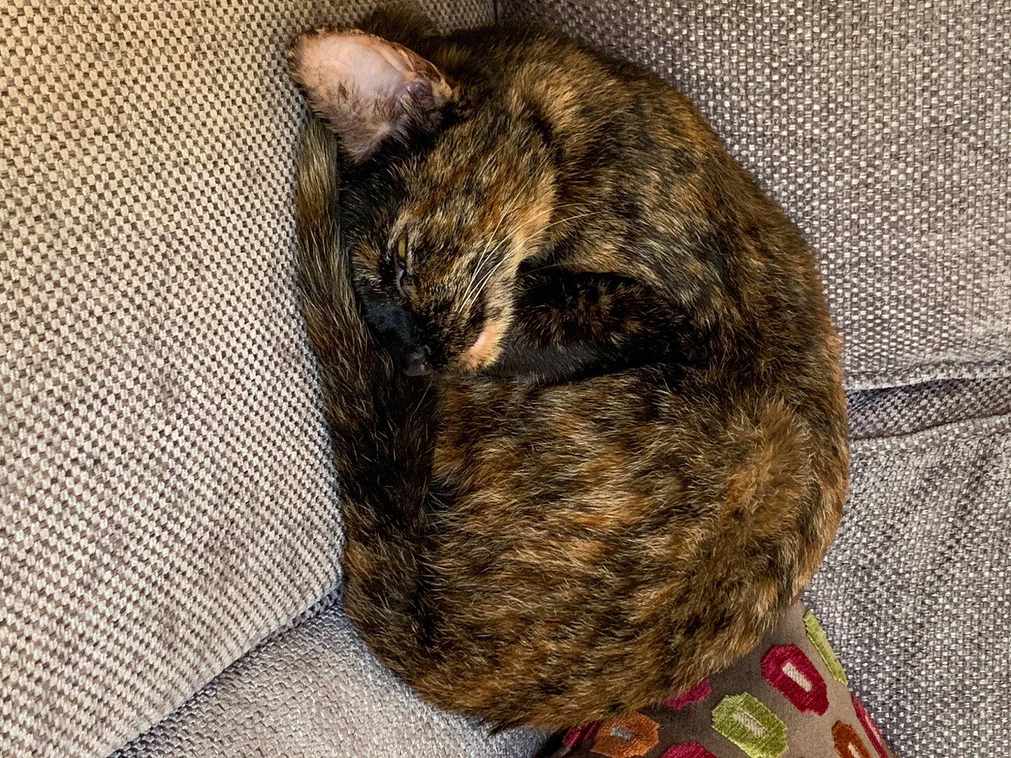 Babushka is registered to the contest to win money with this photo: canidae, carnivore, cat, ear, felidae, fur, small_to_medium_sized_cats, snout, tabby_cat, tail, whiskers