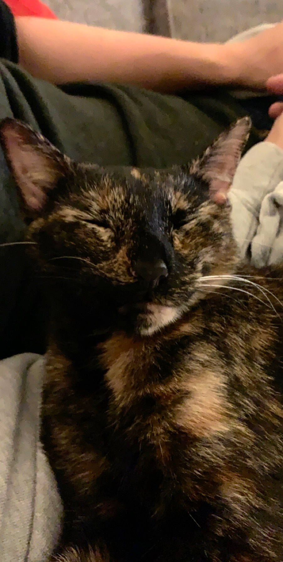 Babushka joined the competition — help win amazing prizes! asian, carnivore, cat, domestic_short_haired_cat, dragon_li, ear, european_shorthair, felidae, fur, kitten, mammal, oriental_longhair, small_to_medium_sized_cats, snout, sokoke, tabby_cat, vertebrate, whiskers