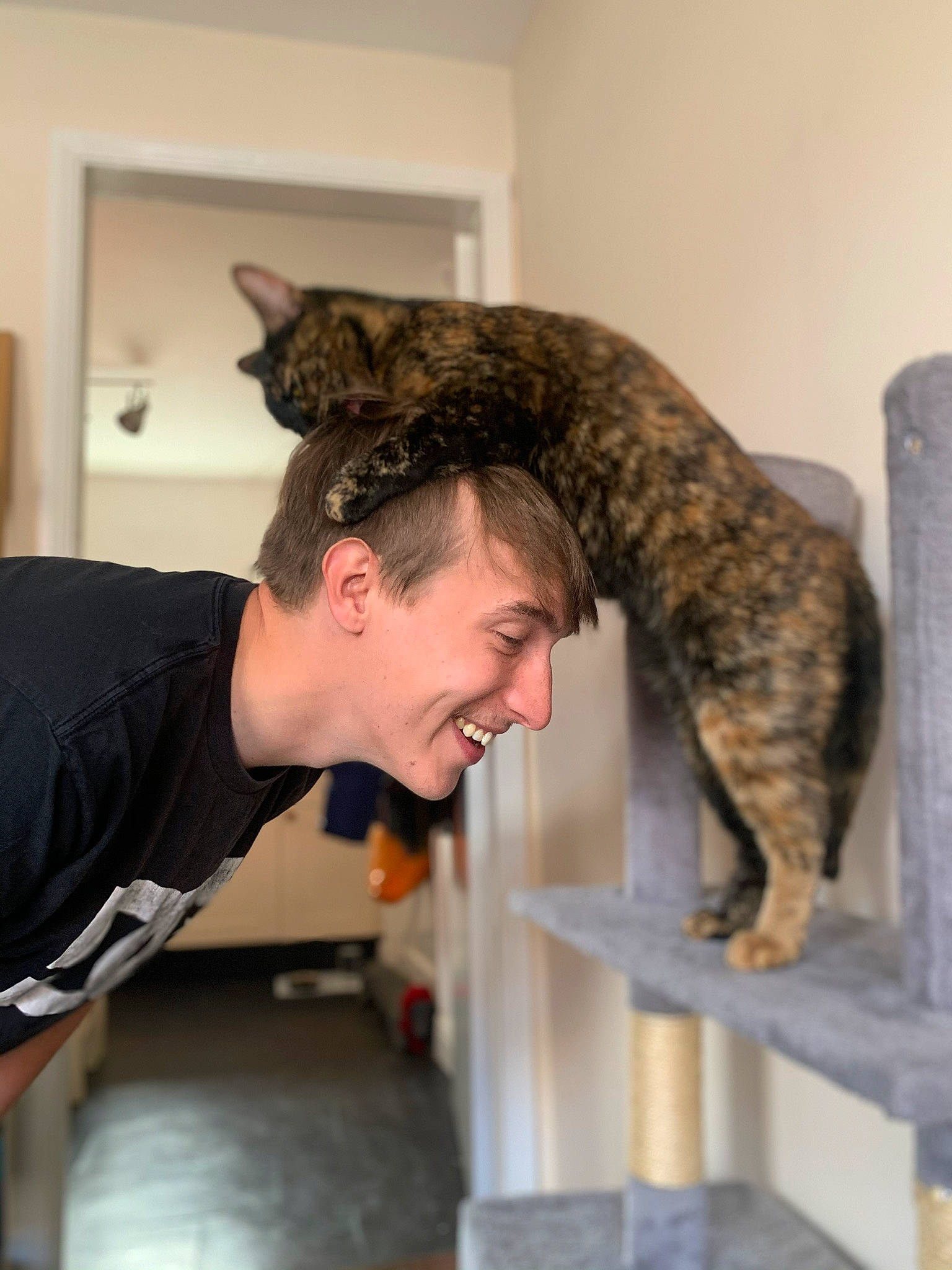 Babushka is registered to the contest to win money with this photo: carnivore, cat, domestic_short_haired_cat, european_shorthair, felidae, ocicat, small_to_medium_sized_cats, tabby_cat, whiskers