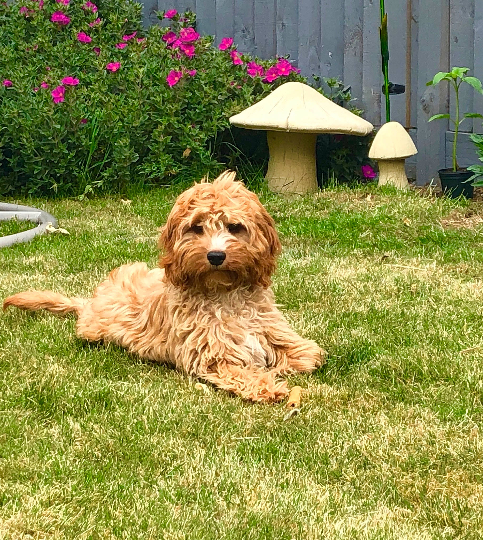 Hattie joined the competition — help win amazing prizes! canidae, carnivore, cockapoo, companion_dog, dog, dog_breed, glen_of_imaal_terrier, goldendoodle, grass, labradoodle, lawn, mammal, norfolk_terrier, rare_breed_dog, small_terrier, sporting_group, sporting_lucas_terrier, terrier, tibetan_terrier, vertebrate