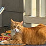 Copper joined the competition — help win amazing prizes! cat, orange_tabby, animal, pet, doormat, porch, railing, outdoor, feline, fur, whiskers, relaxing, looking, daylight, calm, curious, texture, closeup, domestic_cat, resting