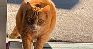 Copper joined the competition — help win amazing prizes! cat, orange_tabby, doormat, sunlight, shadow, outdoor, paw, walking, focused, fur, whiskers, ear, nose, texture, sidewalk, doorframe, pet, animal, mammal, daylight