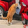 Copper is registered to the contest to win money with this photo: cat, orange_cat, scooter, red_vehicle, outdoor, sidewalk, pavement, wheel, vehicle, pet, animal, tabby, curious, standing, daylight, transportation, street, urban, grass, plant