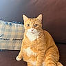 cat, orange_cat, white_paws, couch, pillow, indoor, relaxed, sitting, pet, fur, whiskers, alert, home_decor, plush, feline, domestic_animal, cute, animal, seated, cozy