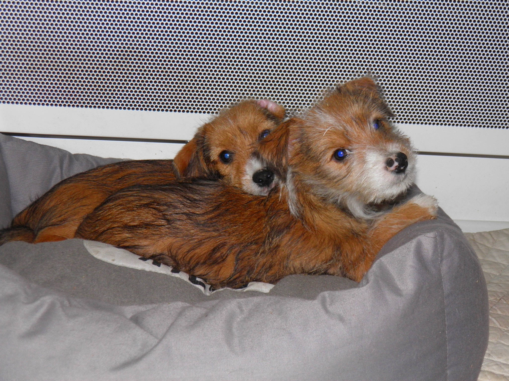 Ronchon a rejoint le concours — aidez-le/la à gagner de superbes lots ! animal_shelter, canidae, carnivore, comfort, companion_dog, dog, dog_bed, dog_breed, dog_supply, fawn, fur, liver, spitz, sporting_group, terrestrial_animal, toy, toy_dog, vehicle, whiskers, working_animal