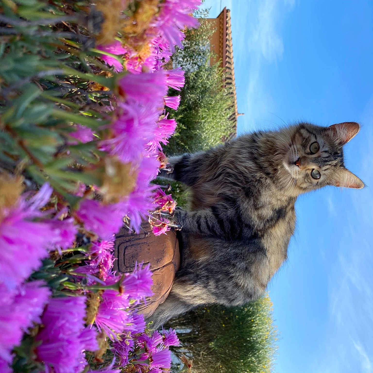Savanna