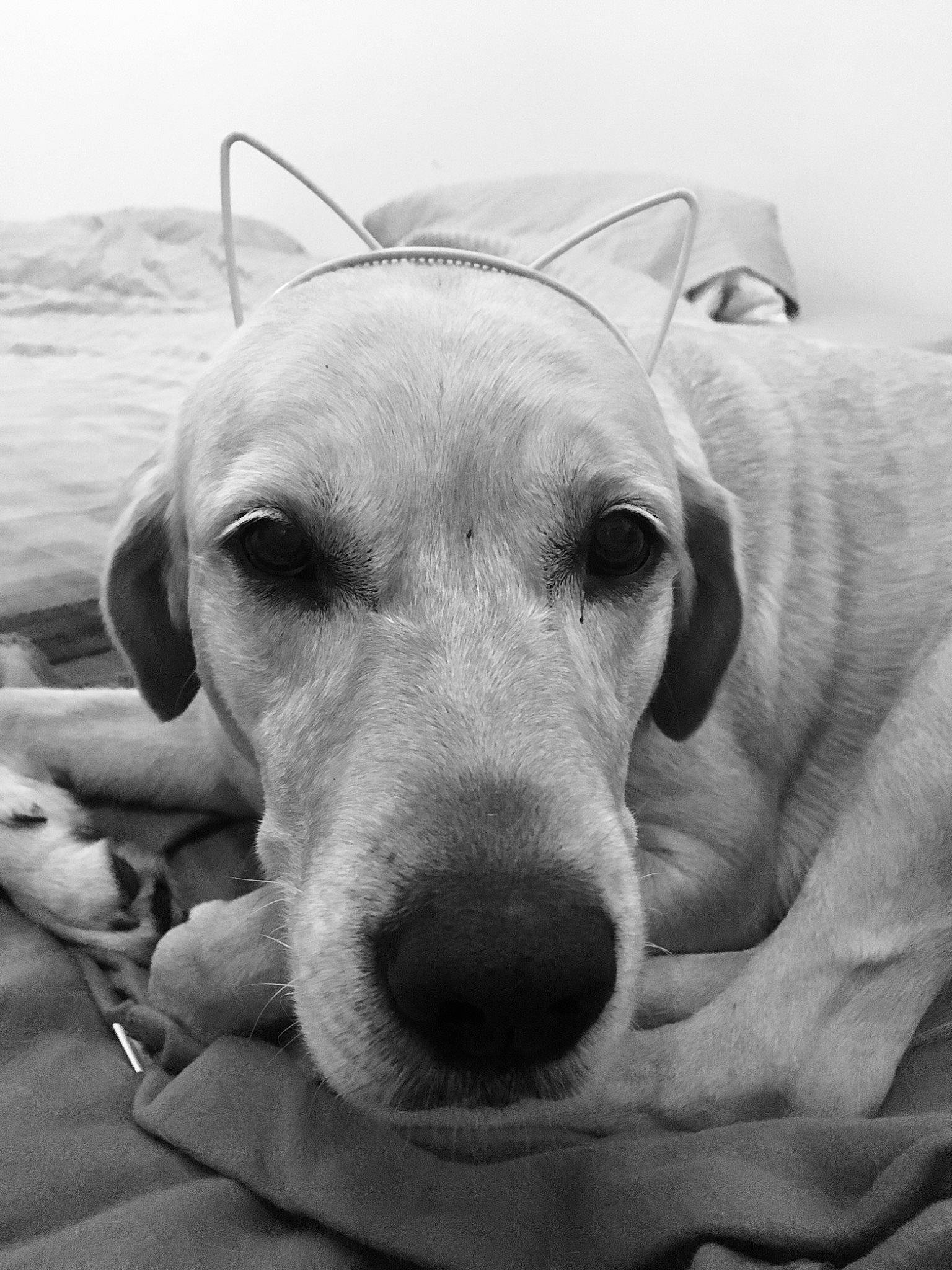 Douglas a rejoint le concours — aidez-le/la à gagner de superbes lots ! black, black_and_white, canidae, carnivore, companion_dog, dog, dog_breed, ear, eye, labrador_retriever, mammal, monochrome, nose, photography, retriever, snout, sporting_group, vertebrate, whiskers, white