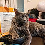 animal, blurred_background, cat, close_up, cute, dog_leash, domestic, feline, fluffy, fur, gray_cat, household, indoor, orange_box, paw, pet, relaxed, resting, retractable_leash, table
