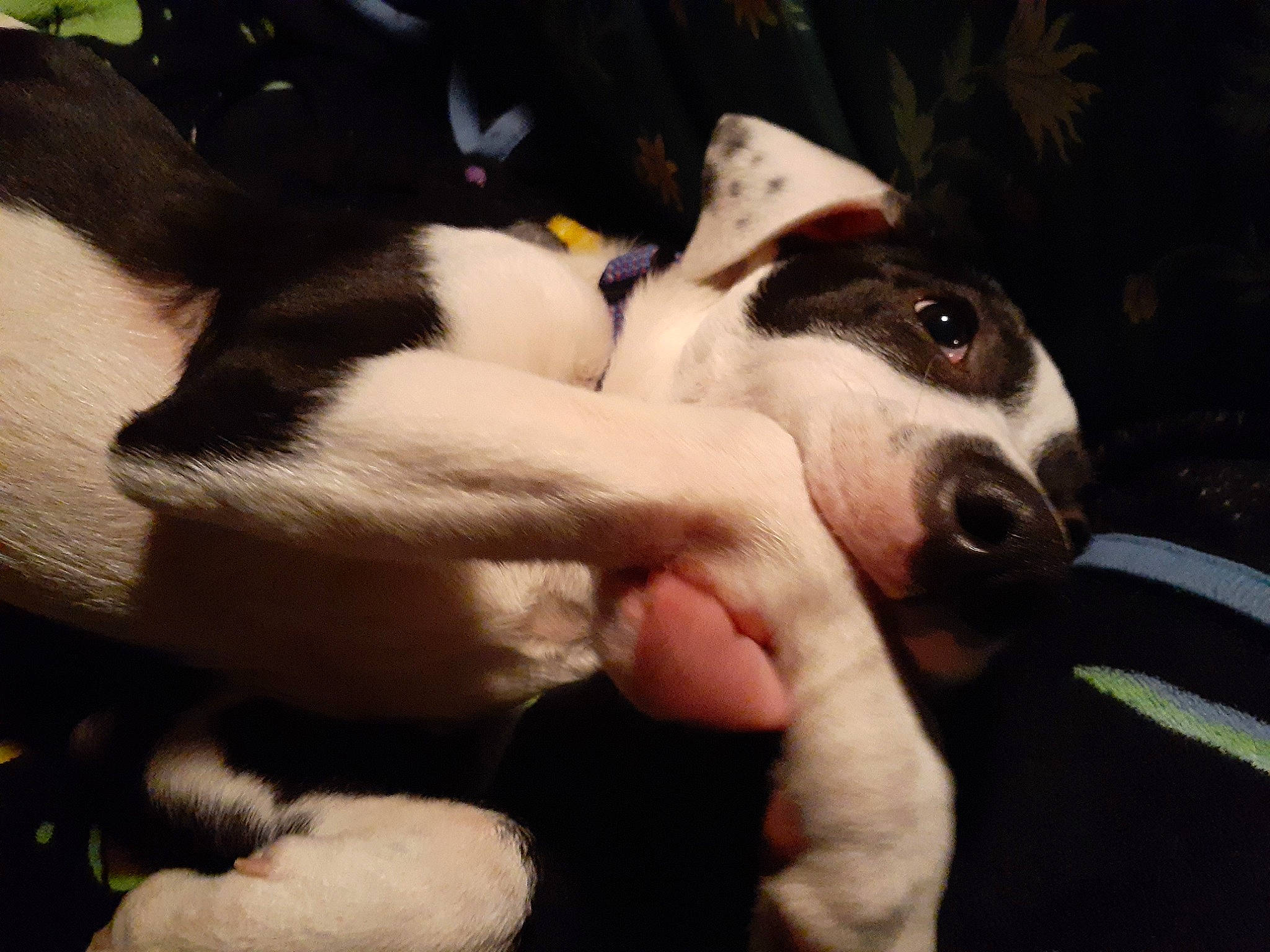 Misha joined the competition — help win amazing prizes! canidae, carnivore, companion_dog, danish_swedish_farmdog, dog, dog_breed, feist, fox_terrier, jack_russell_terrier, mammal, nose, puppy, rat_terrier, ratonero_bodeguero_andaluz, russell_terrier, smooth_fox_terrier, snout, sporting_group, tenterfield_terrier, vertebrate