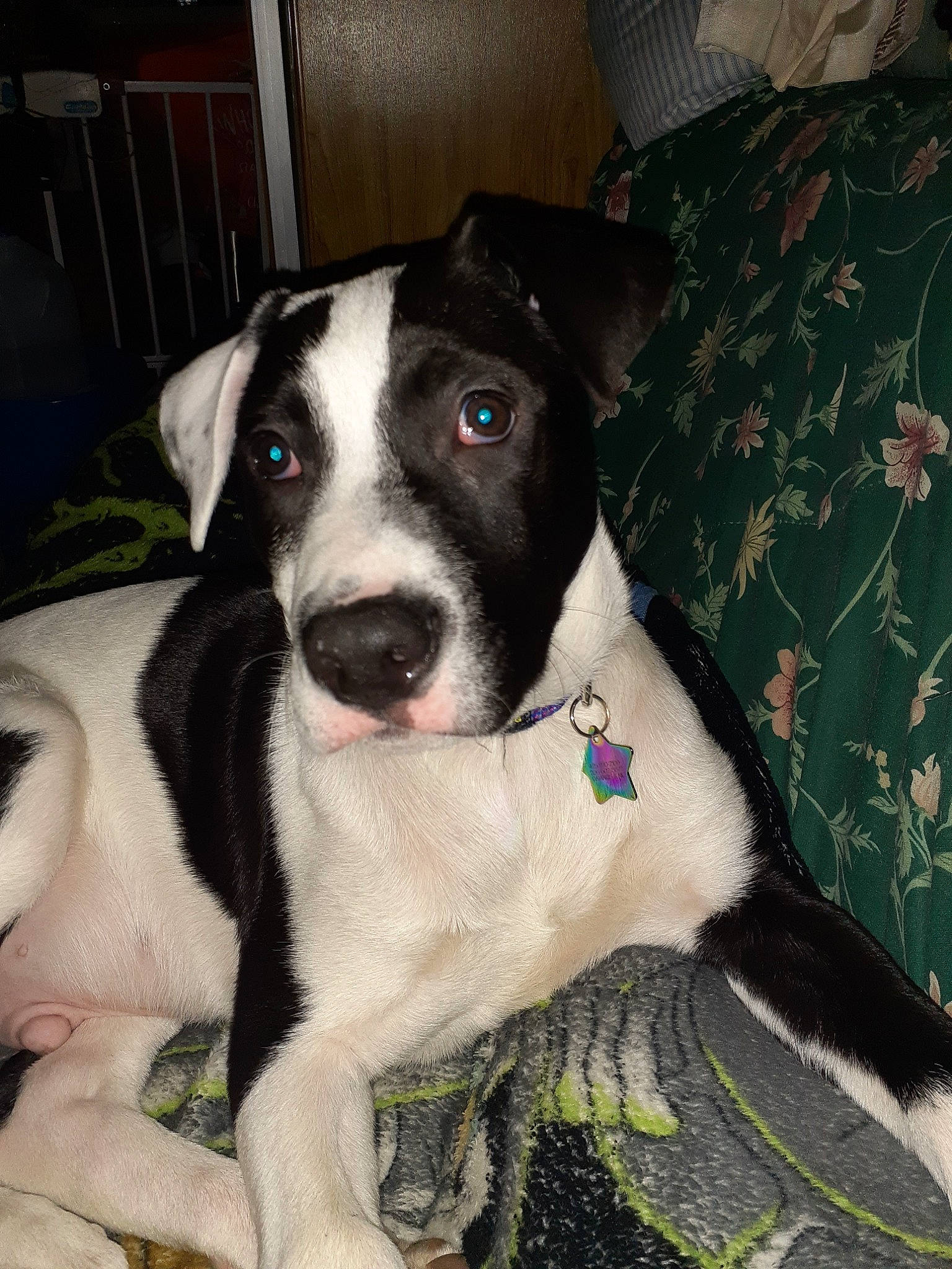 Misha joined the competition — help win amazing prizes! american_pit_bull_terrier, american_staffordshire_terrier, canidae, carnivore, dog, dog_breed, fawn, mammal, mcnab, non_sporting_group, old_english_terrier, rare_breed_dog, snout, vertebrate, whiskers