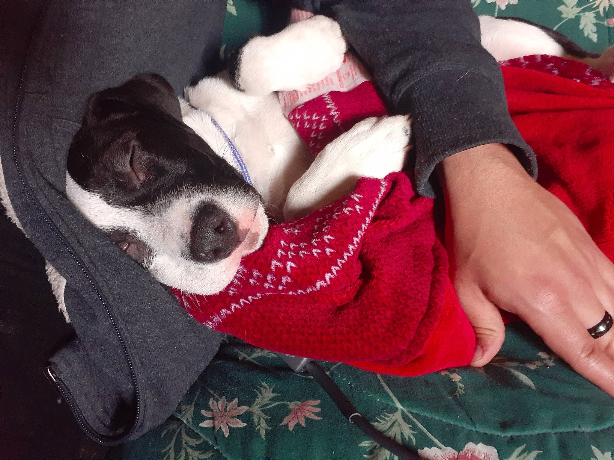 Misha joined the competition — help win amazing prizes! american_staffordshire_terrier, boston_terrier, canidae, carnivore, companion_dog, dog, dog_breed, mammal, non_sporting_group, puppy, puppy_love, snout, sporting_group