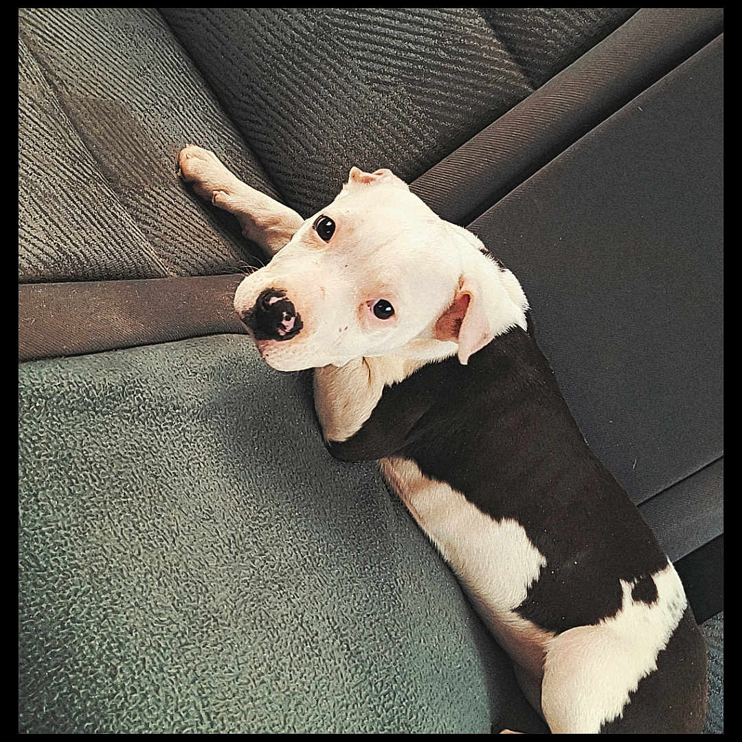 Tina a rejoint le concours — aidez-le/la à gagner de superbes lots ! animal, beagle, bodypart, bulldog, canine, chair, couch, cushion, dog, finger, furniture, hand, homedecor, hound, person, pet, pitbull, pointer, puppy, terrier