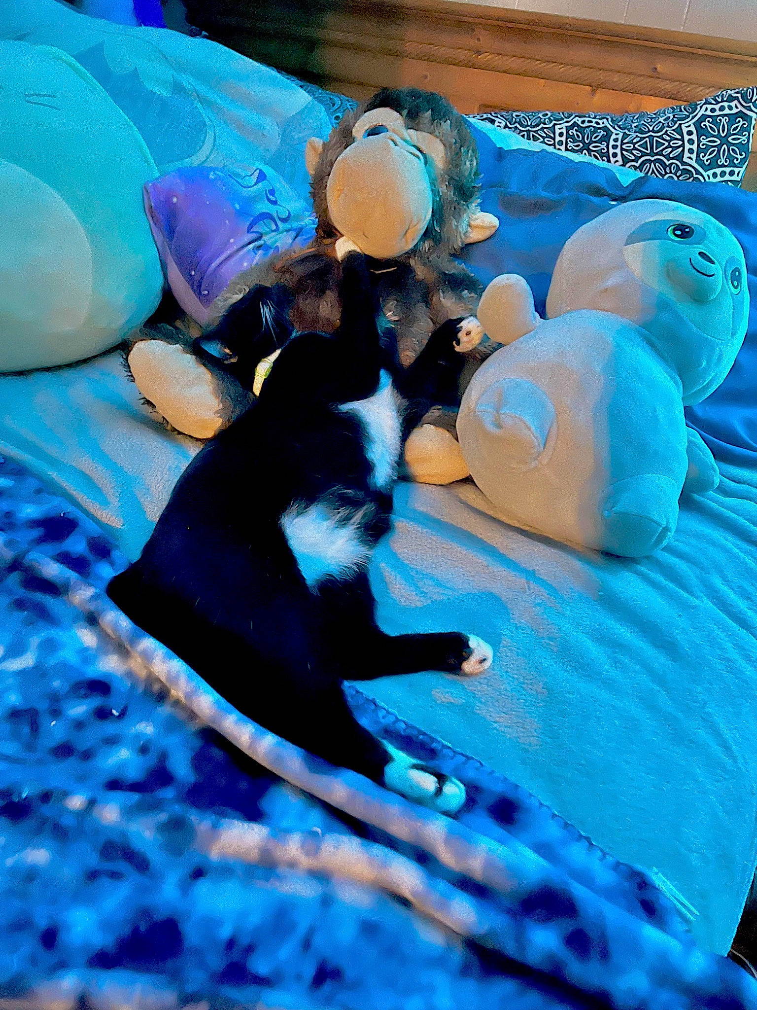 Lil One is registered to the contest to win money with this photo: blue, canidae, carnivore, comfort, dog_breed, electric_blue, event, felidae, formal_wear, fun, inflatable, leisure, linens, recreation, sitting, small_to_medium_sized_cats, sporting_group, tail, toy, world