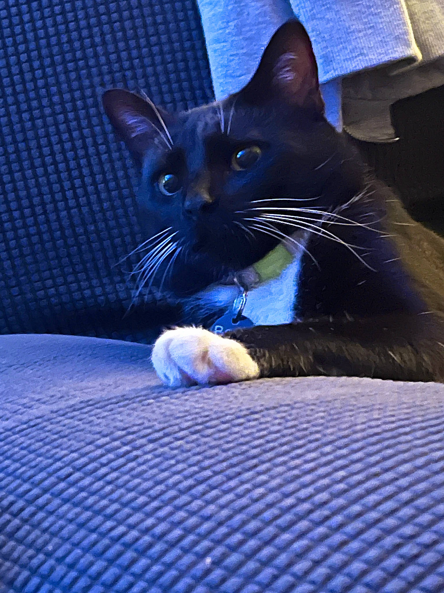 Lil One joined the competition — help win amazing prizes! black_cat, blue, carnivore, cat, comfort, domestic_short_haired_cat, electric_blue, felidae, foot, fur, human_leg, leg, paw, purple, sitting, small_to_medium_sized_cats, snout, tail, tints_and_shades, whiskers