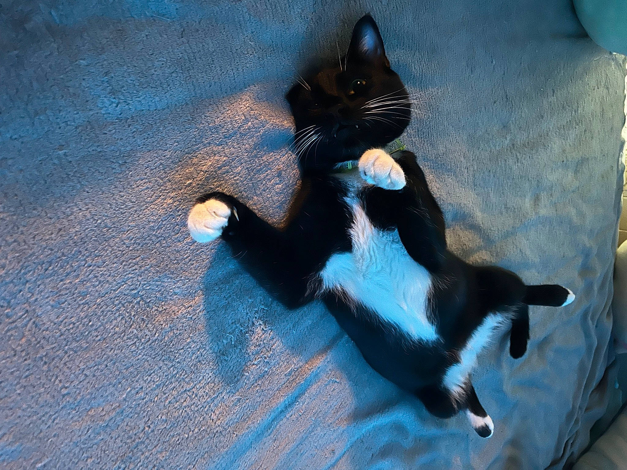 Lil One joined the competition — help win amazing prizes! black_cat, canidae, carnivore, cat, claw, comfort, dog_breed, domestic_short_haired_cat, electric_blue, felidae, foot, fur, grey, human_leg, paw, shadow, small_to_medium_sized_cats, tail, vertebrate, whiskers