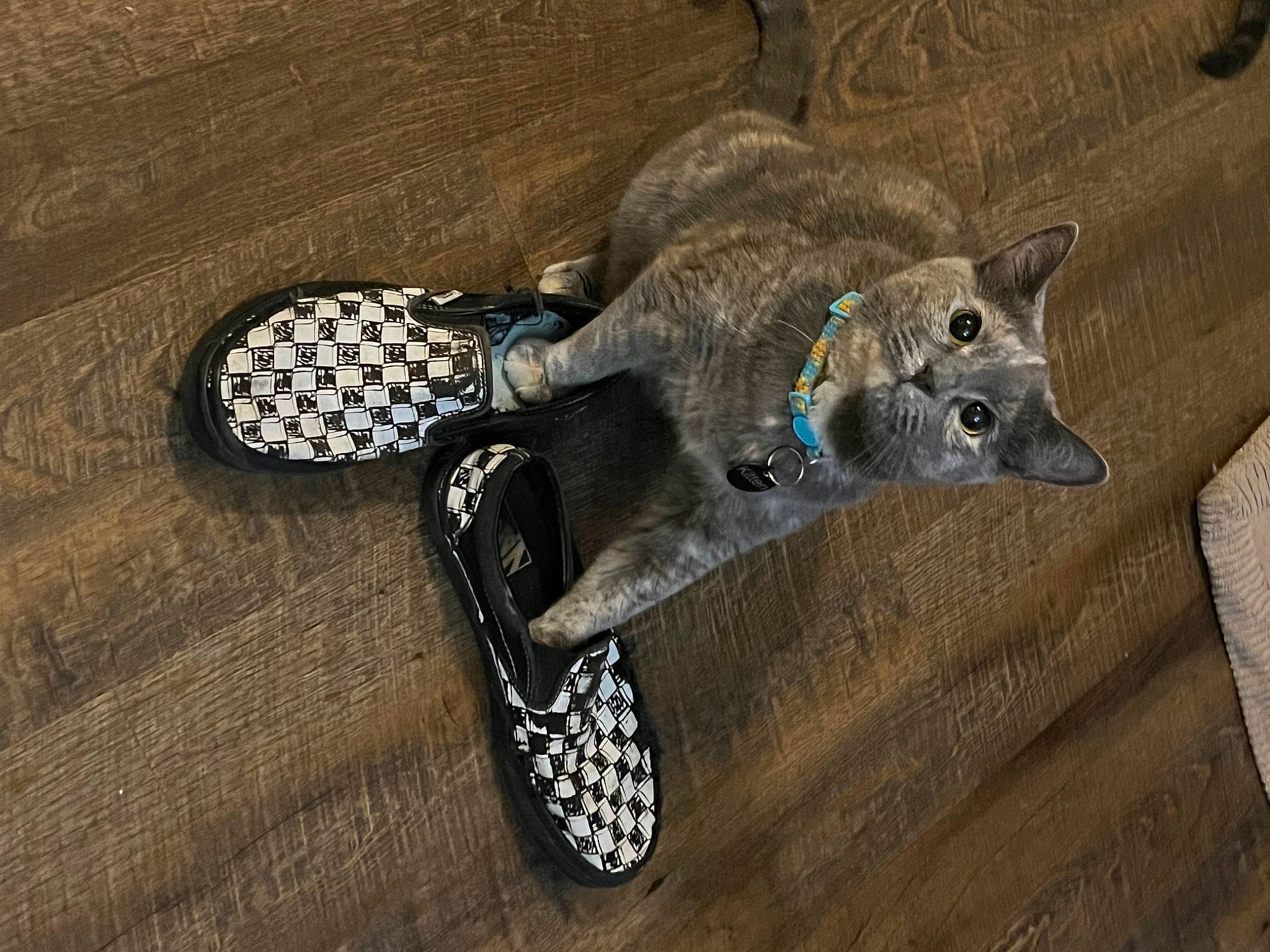 Kitten is registered to the contest to win money with this photo: canidae, carnivore, collar, dog, dog_breed, dog_collar, electric_blue, fashion_accessory, fawn, felidae, fur, grey, metal, pattern, rope_rhythmic_gymnastics, snout, sporting_group, tail, wood, working_animal