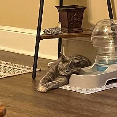 Kitten joined the competition — help win amazing prizes! carnivore, cat, cat_supply, comfort, domestic_short_haired_cat, drinkware, felidae, flooring, grey, hardwood, pet_supply, serveware, shelf, small_to_medium_sized_cats, table, tableware, tail, whiskers, wood, wood_flooring