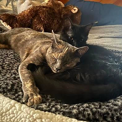 Kitten And Midnight joined the competition — help win amazing prizes! black_cat, carnivore, cat, cat_supply, claw, comfort, domestic_short_haired_cat, felidae, fur, grey, linens, nap, paw, small_to_medium_sized_cats, tail, terrestrial_animal, whiskers