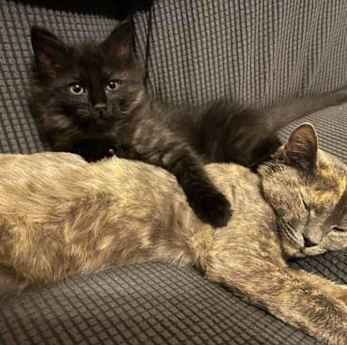 Kitten And Midnight is registered to the contest to win money with this photo: carnivore, cat, claw, comfort, couch, domestic_short_haired_cat, felidae, fur, grey, mammal, nap, paw, sitting, small_to_medium_sized_cats, snout, tail, vertebrate, whiskers, wood