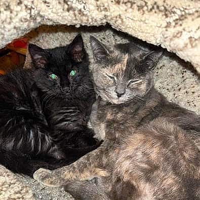 Kitten And Midnight joined the competition — help win amazing prizes! black_cat, carnivore, cat, claw, comfort, domestic_short_haired_cat, felidae, fur, grey, organism, paw, small_to_medium_sized_cats, snout, tail, terrestrial_animal, vertebrate, whiskers