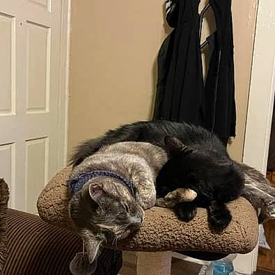 Kitten And Midnight