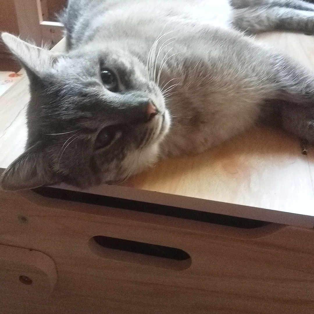 Lucky a rejoint le concours — aidez-le/la à gagner de superbes lots ! animal, box, cat, cute, domestic_animal, ear, face, floor, fur, gray_tabby, home, indoor, laying_down, looking_at_camera, pet, relaxed, resting, table, whiskers, wooden_furniture